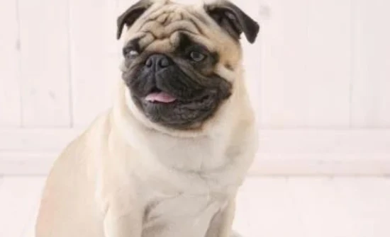 The world's top ten most popular pets: cats and dogs are the top choices.