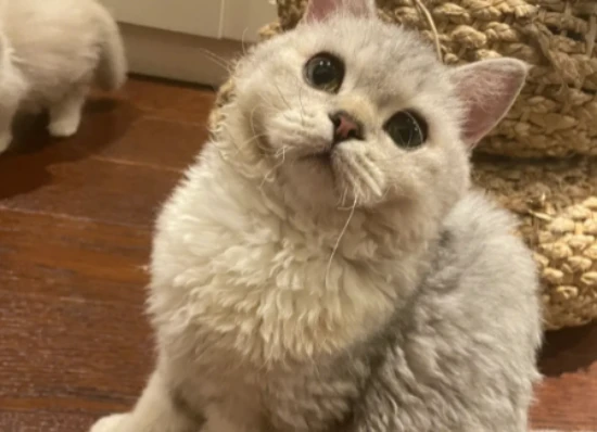 Does the appearance of "garlic clove-shaped" hairs on a cat mean it's being well cared for? The truth is...