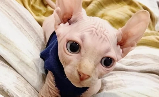 四种短命猫咪，却给你带来终身的美丽回忆！养它们，请你倍加珍惜