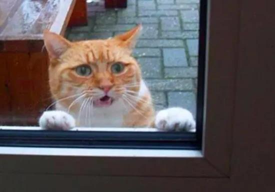 Why does the cat keep meowing when it's locked outside?