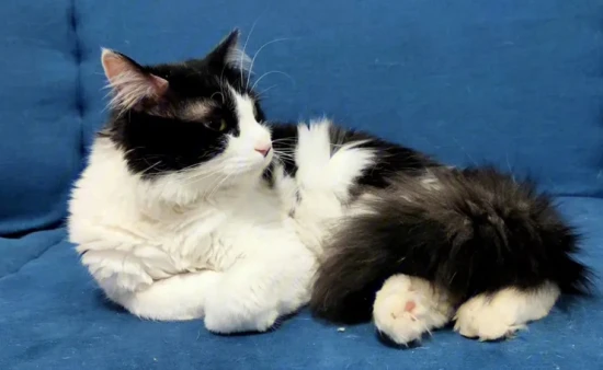 How to get rid of cat fleas in the house