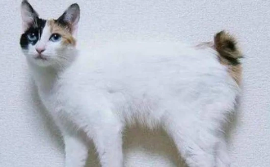 The guardian cat of the Isle of Man