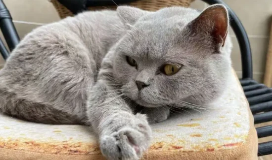 Does your cat have these characteristics? This means your cat is very healthy!