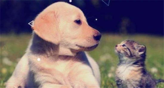 Men shouldn't keep cats and women shouldn't keep dogs.