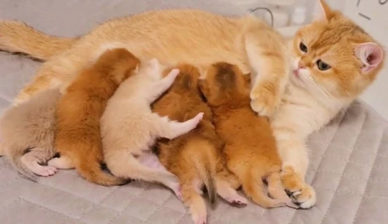 A 10-day-old kitten won't poop even after its anus has been stimulated.