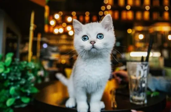 What does "几把猫" mean?