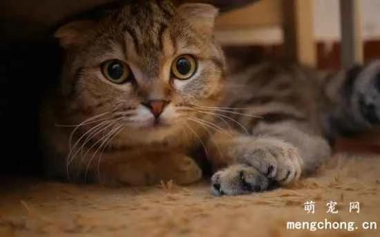 Why do cats like to sleep on various electrical appliances?