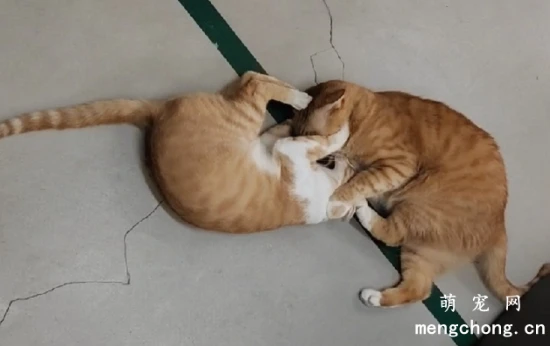 Cats that often fight and kick each other have a bad relationship and are incompatible.