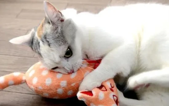 What does it mean when a cat scratches your clothes with its paws?