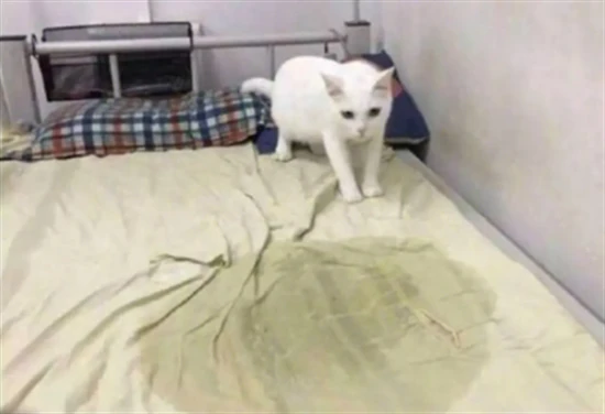 Why do cats pee on the bed?