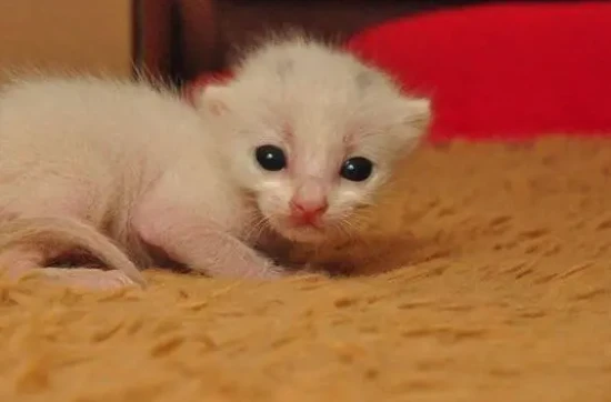 What can a 20-day-old kitten eat?