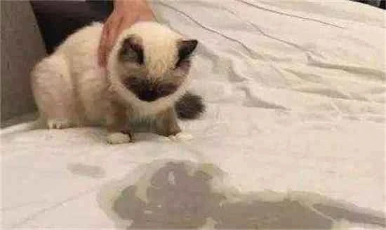 Why do cats urinate everywhere?