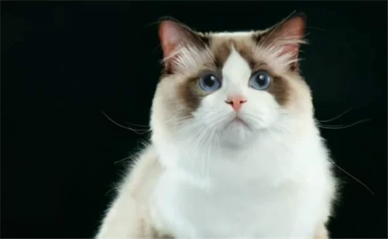 What color cats are the most attractive when they grow up?