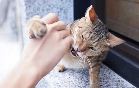 Long-term health risks of keeping cats