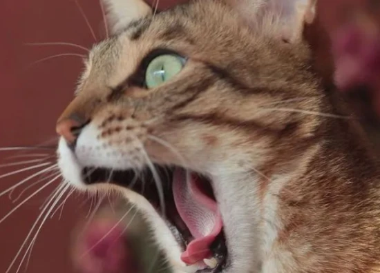 猫天天上午嚎叫怎么回事，究竟是天性还是什么？了解猫咪嚎叫原因