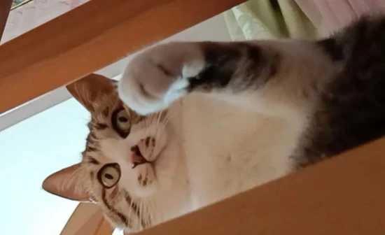 If your cat has been staying home for too long and exhibits these 6 signs, it means you should spend more time with it.