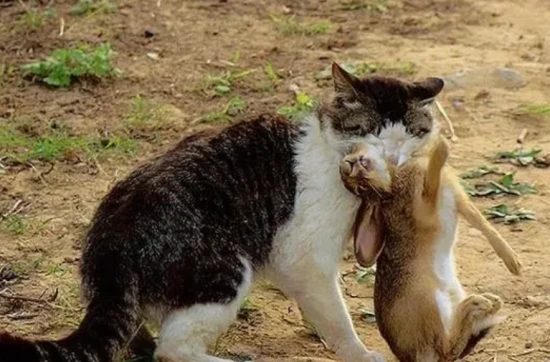 Which is cheaper, raising a cat or raising a rabbit?