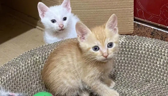 This kitten is so naughty! Will it become more mature as it grows up?