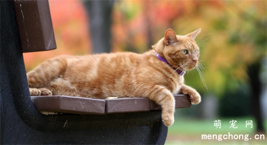 What can make a cat happy?