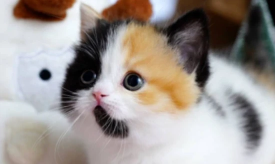 Ranking of the most "lucky and prosperous" cats, where does your feline overlord rank?