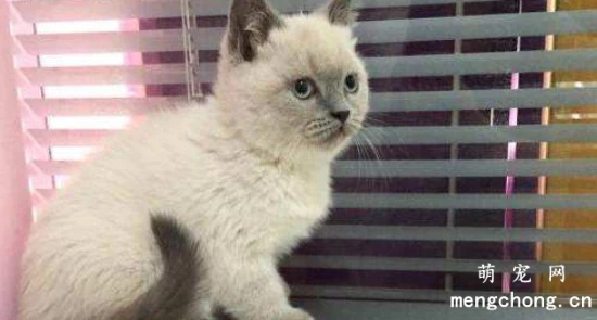 How to deal with cat hair? It can affect the health of both the owner and the cat.