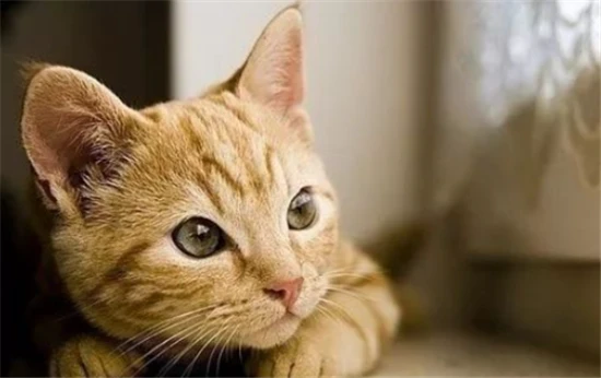 What does it mean when a man dreams of a cat?