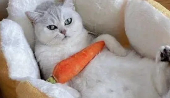 The dangers of keeping cats for pregnant women and the harm to the fetus.