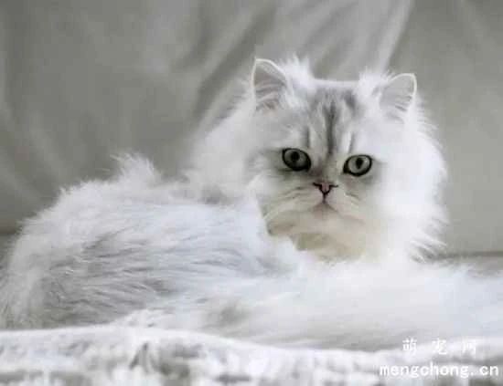 Chinchilla cat feeding precautions