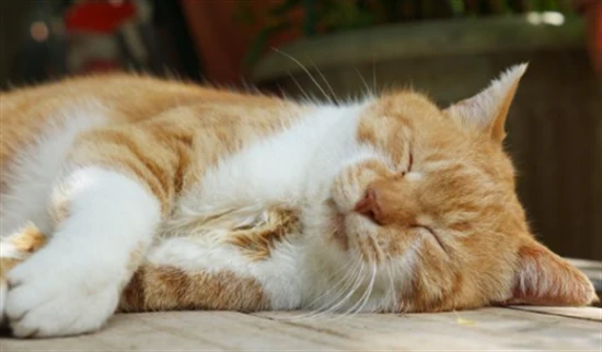 How long does a cat sleep in a day?