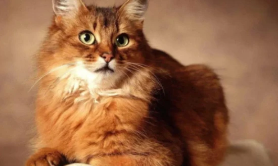 猫咪去世了，尸体处理的正确做法