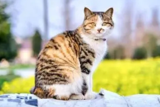 Do Chinese domestic cats have short legs? 中华田园猫有短腿的吗