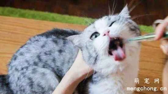 Why do cats get calcium deficiency? How can I supplement calcium for my cat?