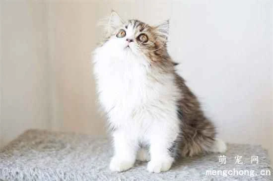 Don't let your cat develop bad eating habits? Prevent your cat from becoming a picky eater.