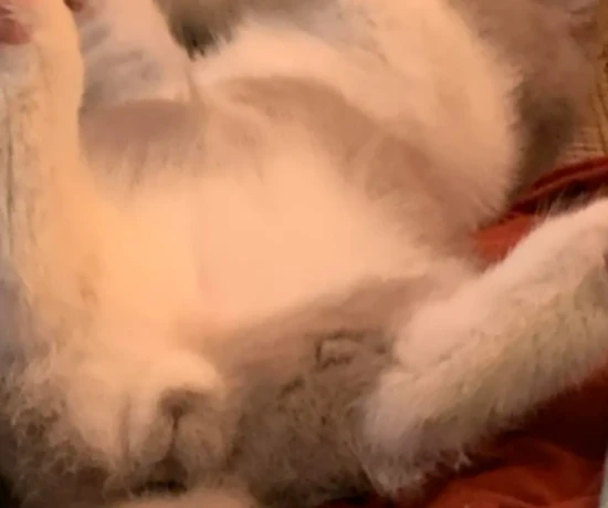 Why does a cat only have one testicle?