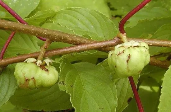 Harmful effects of catnip on cats