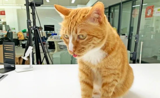 Is the cat sticking its tongue out to be cute?