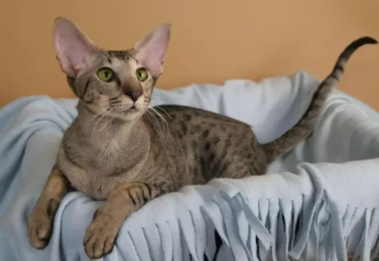 Why are Oriental Shorthair cats difficult to raise?