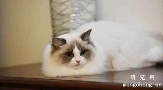 Five common mistakes to avoid when raising a Ragdoll cat