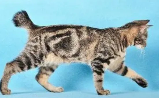 What breed of cat has a broken tail?