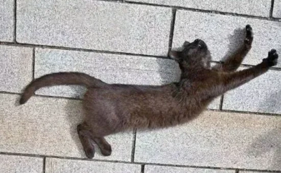Why it's not recommended to keep a cat with a long tail
