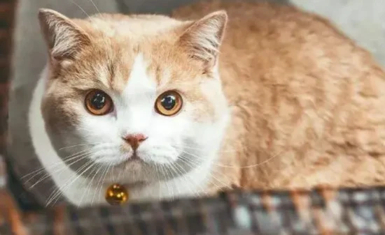 Are there more advantages or disadvantages to owning a cat?