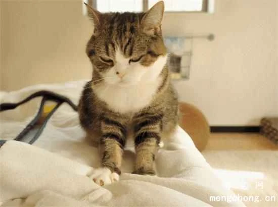 Some common questions about cat nutrition and feeding