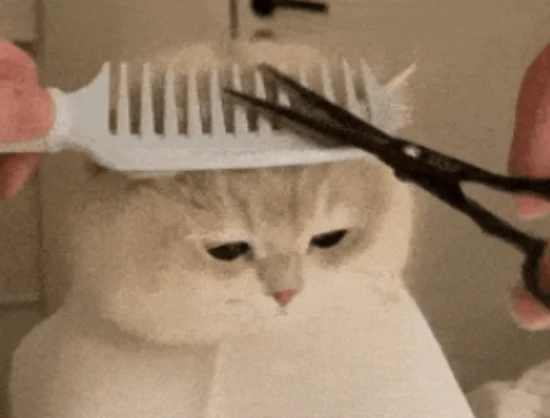 猫咪“掉毛”多？主人必知的4大原因及改善方法