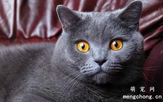 British Shorthair cat care methods