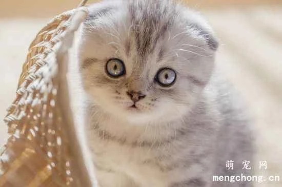 Placing the litter box in the wrong place will cause your cat to urinate or defecate anywhere.