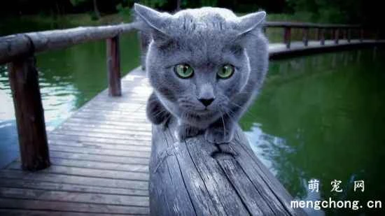 Are Russian Blue cats easy to care for?