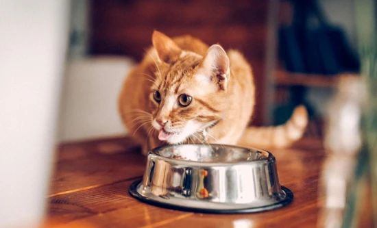 What to do with your cat during Chinese New Year? 4 essential tips for cat owners.