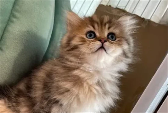 What breed of cat has exceptionally long fur? 毛特别长的猫是什么品种