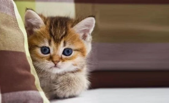 What are the taboos of keeping a cat?