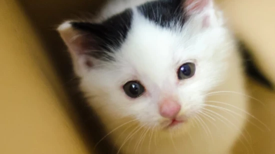 Can kittens drink yogurt?